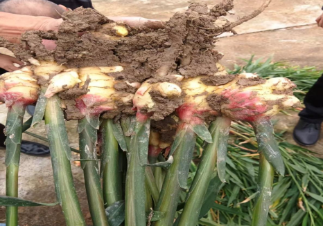 开州区白桥镇唐帅华书记率队调研华桥(重庆）智慧农业科技公司(图3)